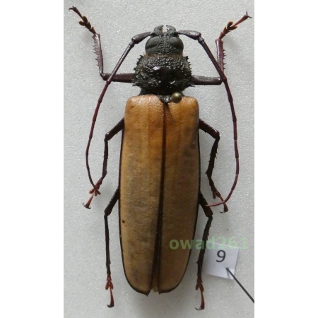 Aulacotoma tenuelimbata (Nonfried, 1892) Malaysia 52mm9